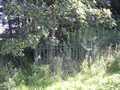 Belford