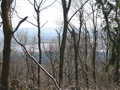 The River through the trees