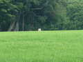 Inaccessible due to crops but binocular view of it from field edge.