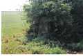 The Pillar and the bush