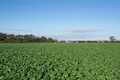 The Field