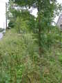 Too wet and overgrown to find trigpoint