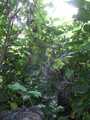 TP5547 through the brambles