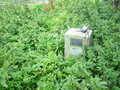 The FBM in the foliage