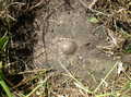 HOYLAKE RIVET