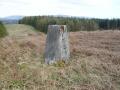 S8228 - Wood Fell