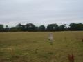 Gog Magog TP + cows
