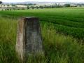 edge of carrot field did\"nt see bugs bunny