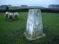 Trig n sheep