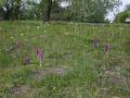  early purple orchids by Sutton Bank info centre parking