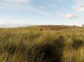 Moorland scene