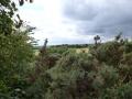 gorse