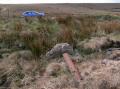 Toppled Widdop - My car in background