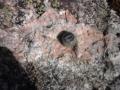 Hecla Bolt