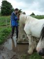 horse and trig