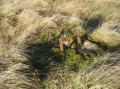 Remains of the trig?