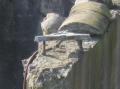 Water Tank & Spider