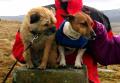 2 dogs at Pasturehouse Farm