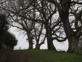 Great Trees