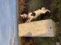 Rocco looking to get up on TP3363