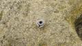 1 of 4 ferrules - witness marks?