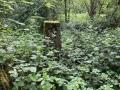 Dukes Wood