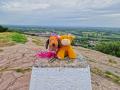 Dottie & Herbie @ Helsby Hill trigpoint