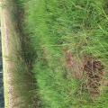 Site 