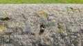 1 of 3 witness rivets. Possibly there was a couple more, but now missing.